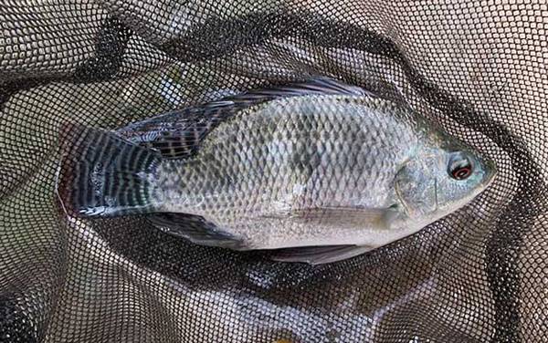 5斤以上大罗非怎么钓最好?