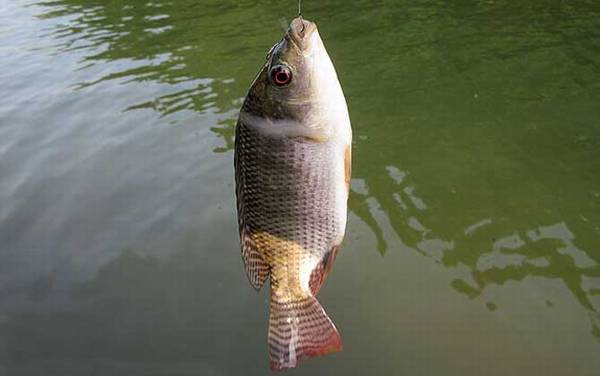 5斤以上大罗非怎么钓最好?