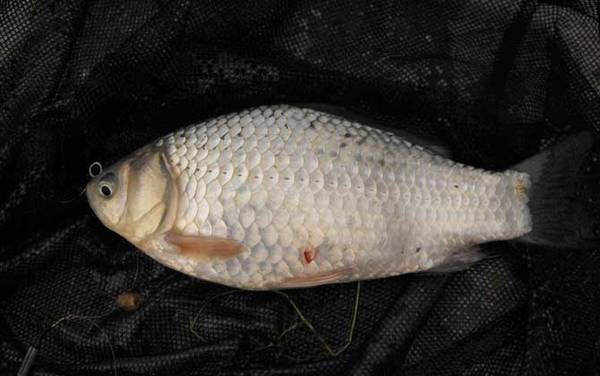 夏季野钓鲫鱼调几目最合适?