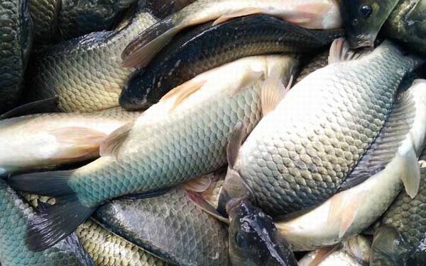 夏季野钓鲫鱼调几目最合适?