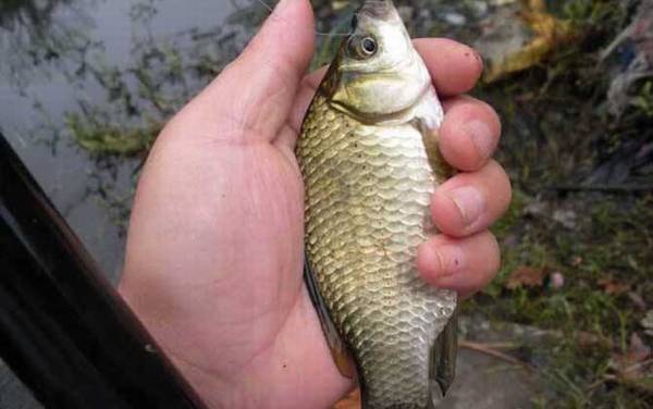 秋季钓鲫鱼怎么选位置?