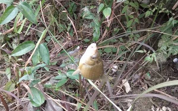 深秋钓鲫鱼技巧及注意事项