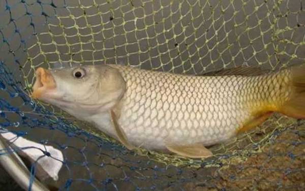 野钓大鲤鱼最简单的方法