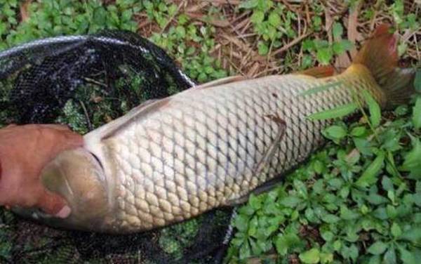 野钓大鲤鱼最简单的方法