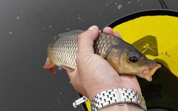 野钓大鲤鱼最简单的方法