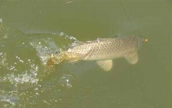 水库钓鲤鱼调几钓几最好?