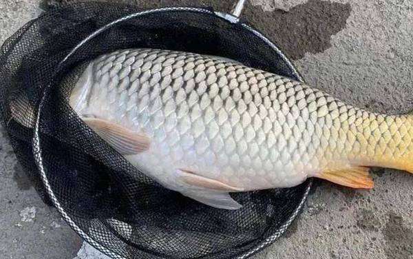 台钓鲤鱼技巧及注意事项