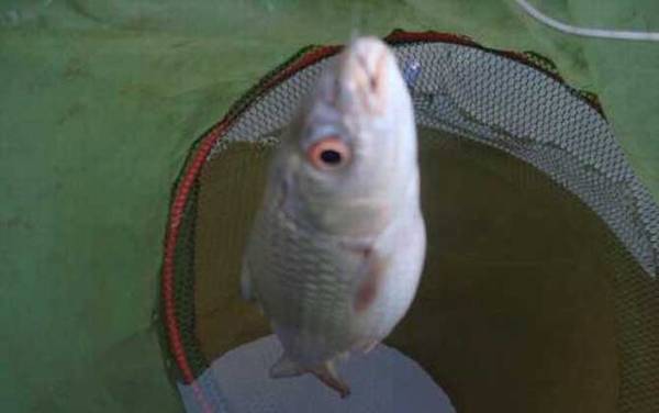 鲮鱼白天好钓还是晚上好钓?