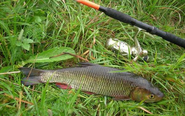 草鱼钓法和技巧大全
