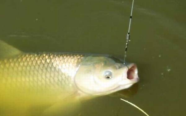 10度左右可以钓草鱼吗?