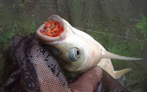 夏季钓草鱼技巧及注意事项