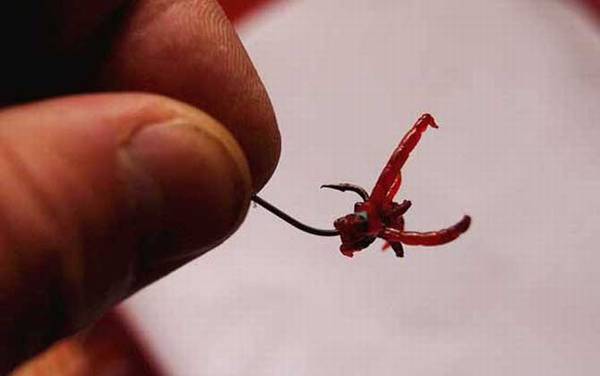 红虫钓鲫鱼怎么调漂最好?