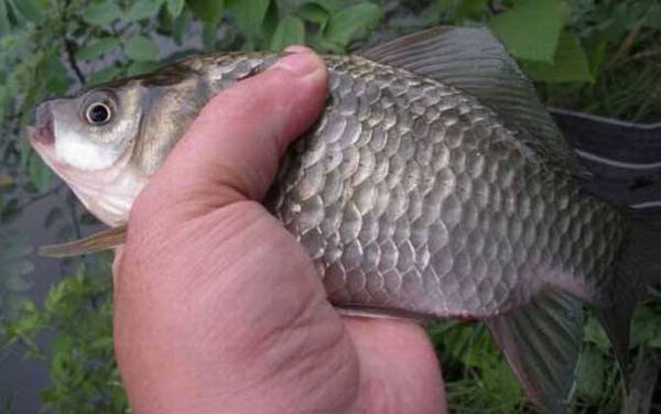 钓鲫鱼的温度多少合适?