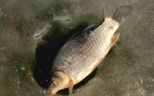 钓鲫鱼的温度多少合适?