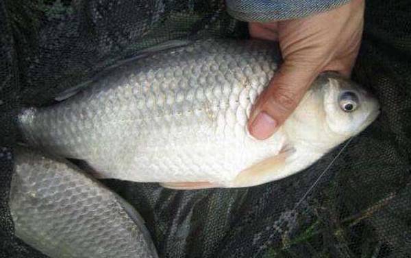 钓鲫鱼技巧及注意事项