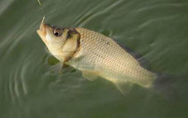 春季钓鲫鱼用什么方法最好?