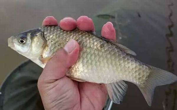 春季钓鲫鱼什么天气好钓?