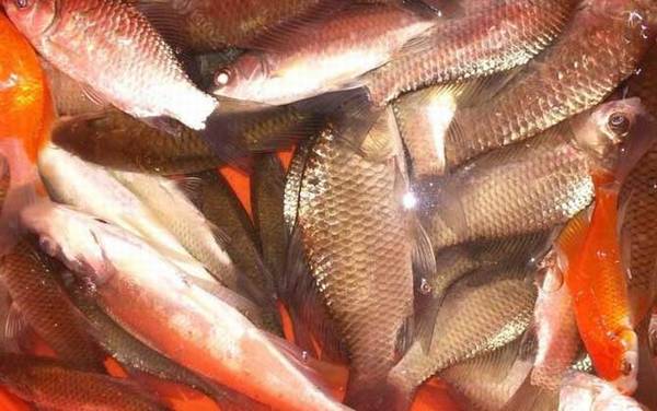 春季钓鲫鱼什么天气好钓?