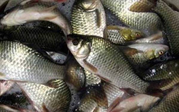 春天钓鲫鱼调几钓几合适?