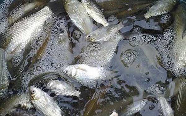 春天钓鲫鱼调几钓几合适?