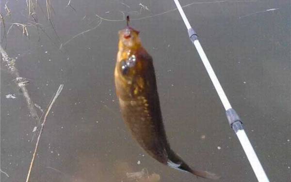 春天钓鲫鱼调几钓几合适?