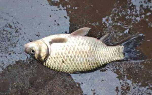 初春季节钓鲫鱼怎么钓?