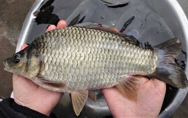 春季钓大鲫鱼怎样选钓位?