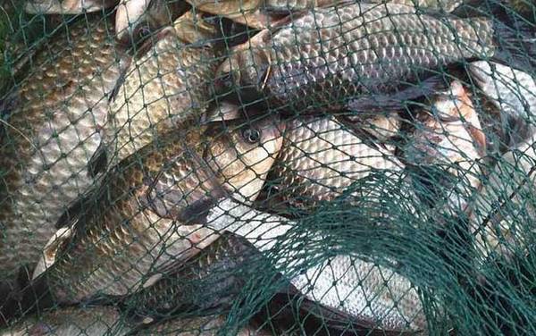 开春钓鲫鱼是钓远还是近?