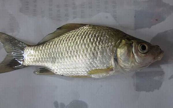 开春钓鲫鱼是钓远还是近?