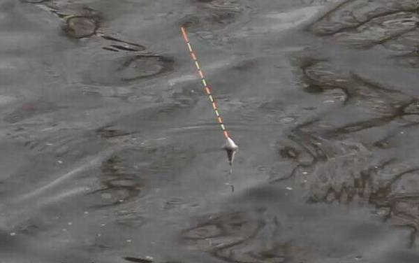 野钓黑漂不中鱼怎么回事?