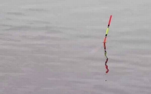 为什么黑漂了钓不到鱼?