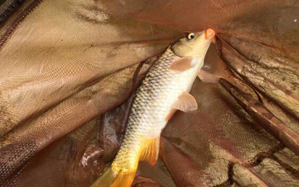 海竿钓鲤鱼有什么技巧?比手竿简单,但线组、饵料等也很讲究!