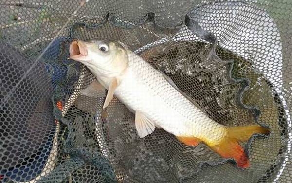 海竿钓鲤鱼有什么技巧?比手竿简单,但线组、饵料等也很讲究!