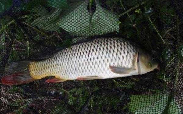 海竿钓鲤鱼有什么技巧?比手竿简单,但线组、饵料等也很讲究!