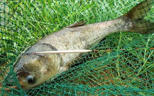 海竿钓鲢鳙最佳水深,没有一定,一般情况下都是以钓浮为主!