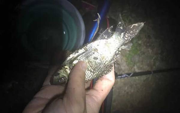 水库钓鲫鱼的方法和技巧,掌握这6个点,鲫鱼“连杆”不是问题!