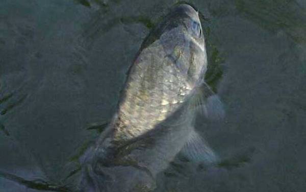 水库钓鲫鱼的方法和技巧,掌握这6个点,鲫鱼“连杆”不是问题!