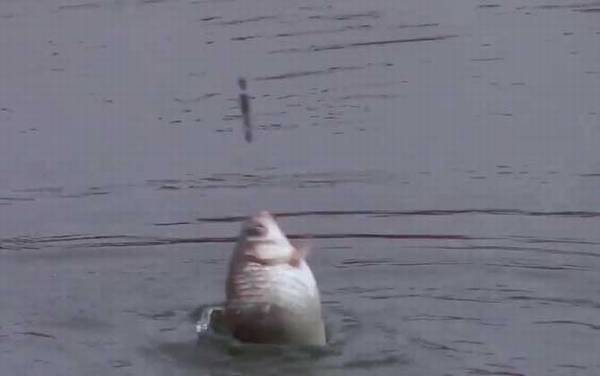 钓鲫鱼子线多长最好?没有一定,取决于鱼情、水情、季节等因素!