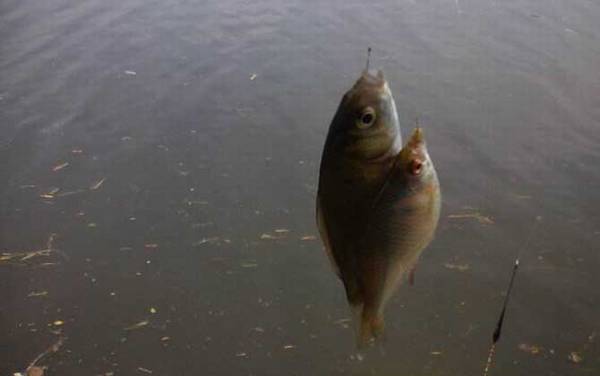 钓鲫鱼子线多长最好?没有一定,取决于鱼情、水情、季节等因素!