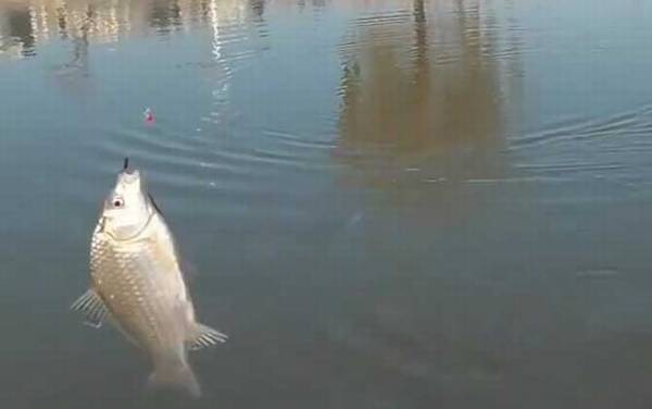 钓鲫鱼是铅坠沉底还是钩沉底?没有定论,主要取决鱼情和钓法!