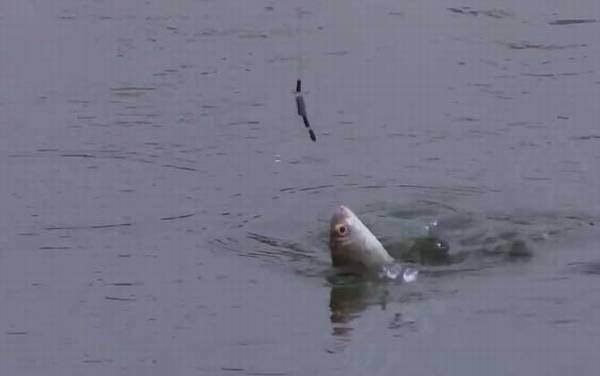 钓鲫鱼是铅坠沉底还是钩沉底?没有定论,主要取决鱼情和钓法!