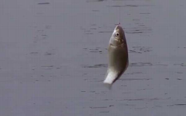 钓鲫鱼一般离底多少合适?主要取决于鱼情、水情、季节等因素!