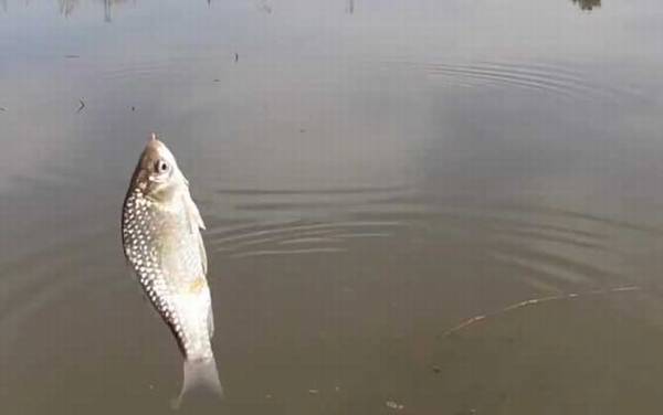 钓鲫鱼一般离底多少合适?主要取决于鱼情、水情、季节等因素!