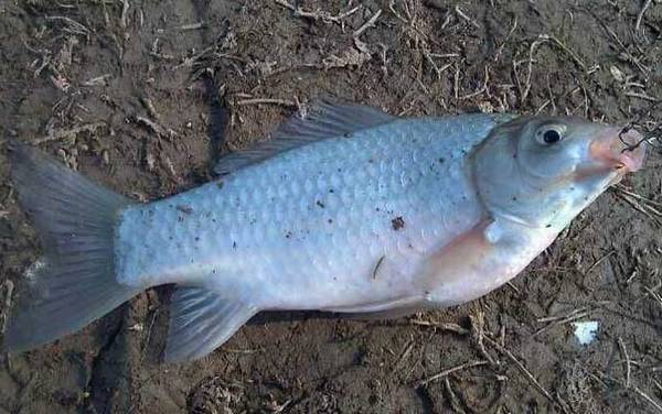 野钓鲫鱼最佳调漂方法,不要拘泥于调几钓几,必须因地制宜!