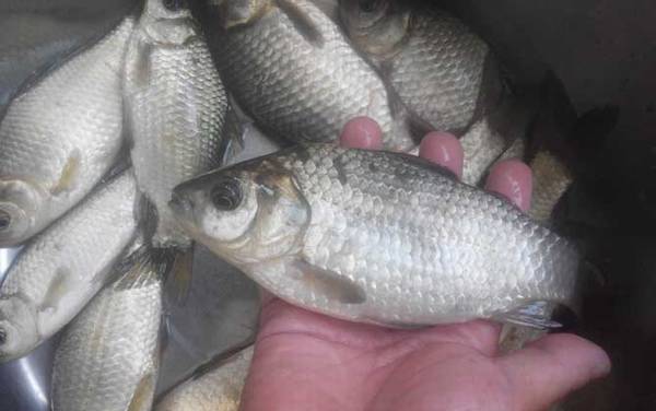 钓鲫鱼口诀大全,这些口诀简单易懂,搞明白了轻松钓大鲫鱼!