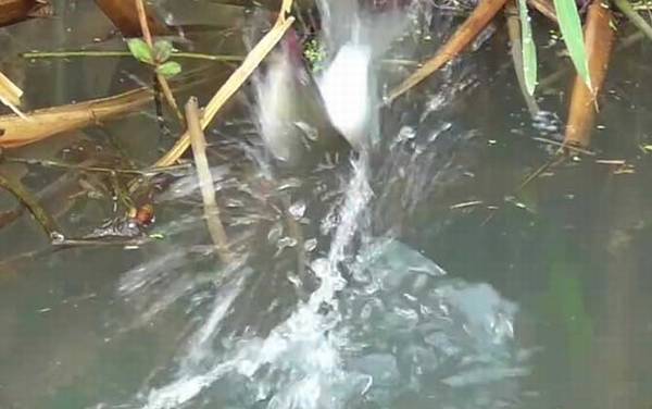 钓鲫鱼口诀大全,这些口诀简单易懂,搞明白了轻松钓大鲫鱼!