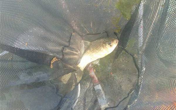 钓鲫鱼用几米鱼竿合适?一般3.6至4.5米,具体多长取决于鱼情!