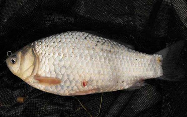 钓鲫鱼口诀大全,这些口诀简单易懂,搞明白了轻松钓大鲫鱼!