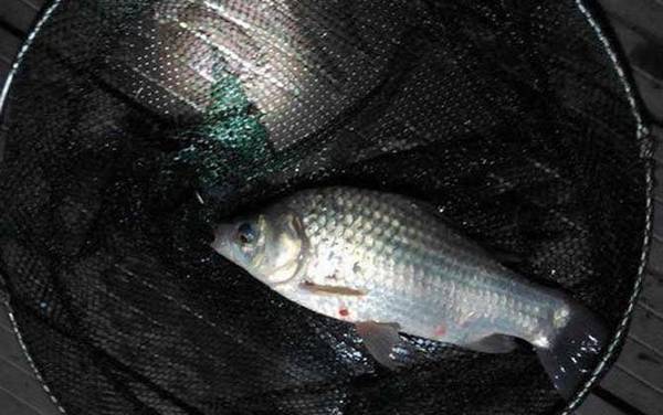 钓鲫鱼的技巧和方法大全,只需掌握这7点,轻松钓获大鲫鱼!