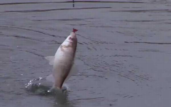 钓鲫鱼的技巧和方法大全,只需掌握这7点,轻松钓获大鲫鱼!